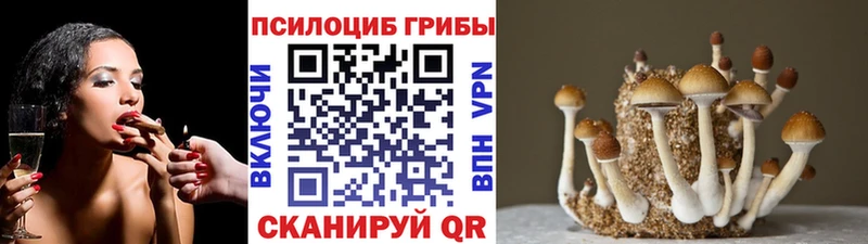 Галлюциногенные грибы Psilocybine cubensis Кольчугино